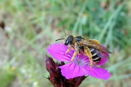 Halictus sp.